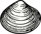 Muschel Grafik