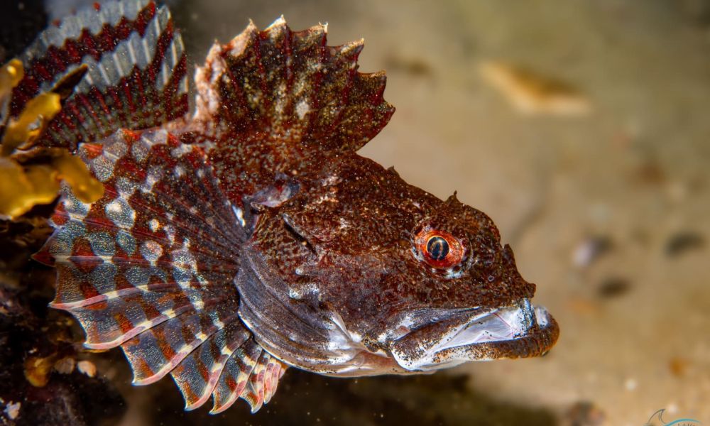 Seescorpion Knurrhahn