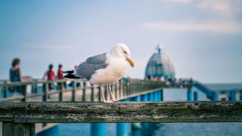 Tauchgondeln an der Ostsee